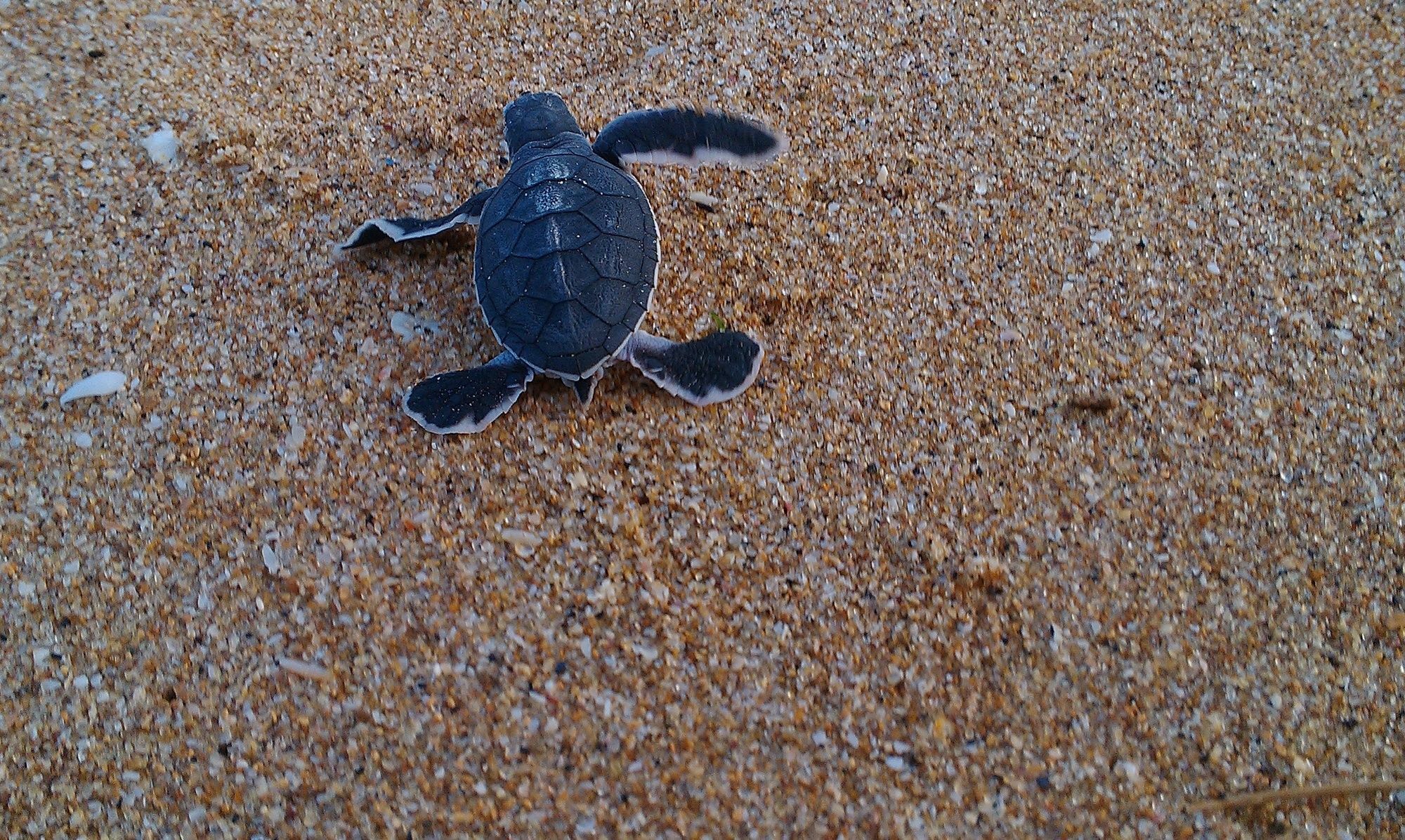 Ananthaya Beach Otel Tangalle Dış mekan fotoğraf